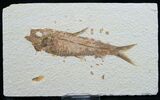 Knightia Fossil Fish - Wyoming #7594-1